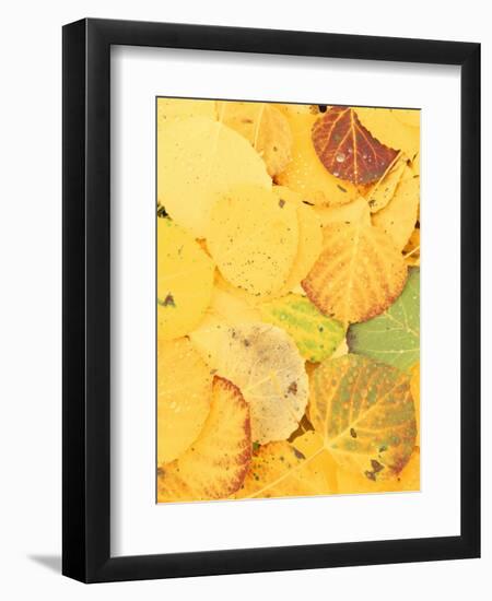 Wet Aspen Leaves in Autumn, Gunnison National Forest, Colorado, USA-Scott T. Smith-Framed Photographic Print