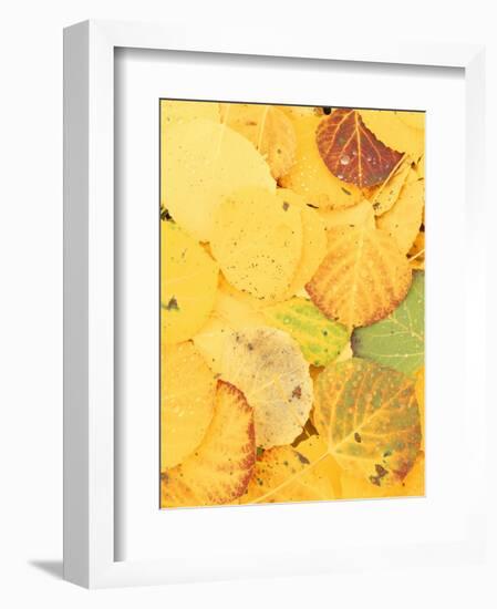 Wet Aspen Leaves in Autumn, Gunnison National Forest, Colorado, USA-Scott T. Smith-Framed Photographic Print