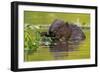 Wet Eurasian Beaver Eating Leaves in Swamp in Summer-WildMedia-Framed Photographic Print