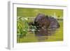 Wet Eurasian Beaver Eating Leaves in Swamp in Summer-WildMedia-Framed Photographic Print
