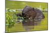 Wet Eurasian Beaver Eating Leaves in Swamp in Summer-WildMedia-Mounted Photographic Print