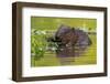 Wet Eurasian Beaver Eating Leaves in Swamp in Summer-WildMedia-Framed Photographic Print