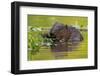 Wet Eurasian Beaver Eating Leaves in Swamp in Summer-WildMedia-Framed Photographic Print