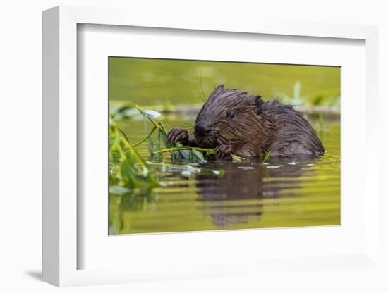 Wet Eurasian Beaver Eating Leaves in Swamp in Summer-WildMedia-Framed Photographic Print