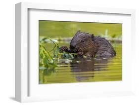 Wet Eurasian Beaver Eating Leaves in Swamp in Summer-WildMedia-Framed Photographic Print