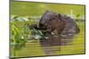 Wet Eurasian Beaver Eating Leaves in Swamp in Summer-WildMedia-Mounted Photographic Print