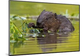 Wet Eurasian Beaver Eating Leaves in Swamp in Summer-WildMedia-Mounted Photographic Print