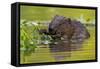 Wet Eurasian Beaver Eating Leaves in Swamp in Summer-WildMedia-Framed Stretched Canvas