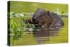 Wet Eurasian Beaver Eating Leaves in Swamp in Summer-WildMedia-Stretched Canvas