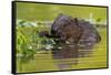 Wet Eurasian Beaver Eating Leaves in Swamp in Summer-WildMedia-Framed Stretched Canvas