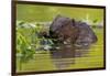 Wet Eurasian Beaver Eating Leaves in Swamp in Summer-WildMedia-Framed Photographic Print