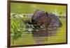 Wet Eurasian Beaver Eating Leaves in Swamp in Summer-WildMedia-Framed Photographic Print