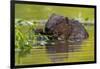 Wet Eurasian Beaver Eating Leaves in Swamp in Summer-WildMedia-Framed Photographic Print