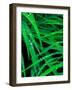 Wet Grass-Steven Maxx-Framed Photographic Print