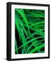 Wet Grass-Steven Maxx-Framed Photographic Print