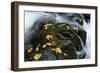 Wet Leaves-Danny Head-Framed Photographic Print