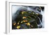 Wet Leaves-Danny Head-Framed Photographic Print