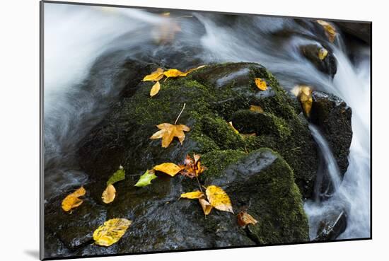 Wet Leaves-Danny Head-Mounted Photographic Print