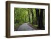 Wet Path, Spring-Steven Gaertner-Framed Photographic Print