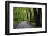 Wet Path, Spring-Steven Gaertner-Framed Photographic Print