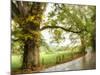 Wet Path-Danny Head-Mounted Photographic Print