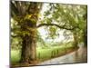 Wet Path-Danny Head-Mounted Photographic Print