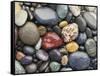 Wet Pebbles, Ruby Beach, Olympic National Park, Washington, Usa Coast-Stuart Westmoreland-Framed Stretched Canvas