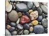 Wet Pebbles, Ruby Beach, Olympic National Park, Washington, Usa Coast-Stuart Westmoreland-Stretched Canvas