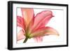 Wet Pink Lily from below against White Background-Johan Swanepoel-Framed Photographic Print