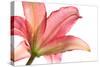 Wet Pink Lily from below against White Background-Johan Swanepoel-Stretched Canvas