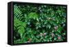 Wet Plants in Costa Rica Rainforest-Paul Souders-Framed Stretched Canvas