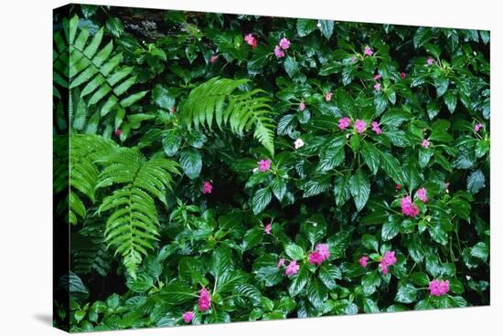 Wet Plants in Costa Rica Rainforest-Paul Souders-Stretched Canvas