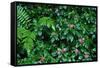 Wet Plants in Costa Rica Rainforest-Paul Souders-Framed Stretched Canvas