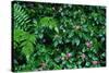 Wet Plants in Costa Rica Rainforest-Paul Souders-Stretched Canvas