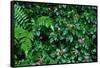 Wet Plants in Costa Rica Rainforest-Paul Souders-Framed Stretched Canvas