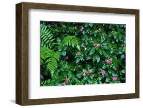 Wet Plants in Costa Rica Rainforest-Paul Souders-Framed Photographic Print