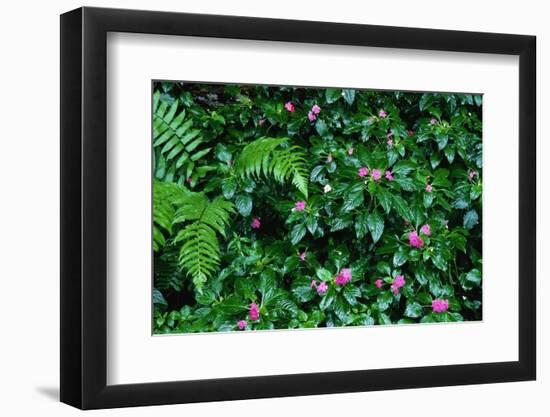 Wet Plants in Costa Rica Rainforest-Paul Souders-Framed Photographic Print