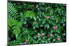 Wet Plants in Costa Rica Rainforest-Paul Souders-Mounted Photographic Print