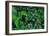 Wet Plants in Costa Rica Rainforest-Paul Souders-Framed Photographic Print