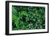 Wet Plants in Costa Rica Rainforest-Paul Souders-Framed Photographic Print