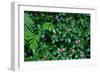 Wet Plants in Costa Rica Rainforest-Paul Souders-Framed Photographic Print