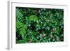 Wet Plants in Costa Rica Rainforest-Paul Souders-Framed Photographic Print