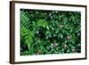 Wet Plants in Costa Rica Rainforest-Paul Souders-Framed Photographic Print