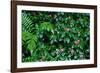 Wet Plants in Costa Rica Rainforest-Paul Souders-Framed Photographic Print