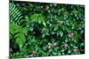 Wet Plants in Costa Rica Rainforest-Paul Souders-Mounted Photographic Print