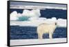 Wet Polar Bear on Pack Ice in the Svalbard Islands-Paul Souders-Framed Stretched Canvas