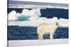 Wet Polar Bear on Pack Ice in the Svalbard Islands-Paul Souders-Stretched Canvas