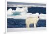 Wet Polar Bear on Pack Ice in the Svalbard Islands-Paul Souders-Framed Photographic Print