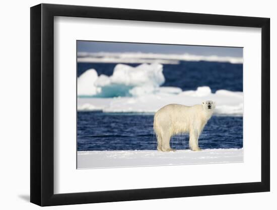 Wet Polar Bear on Pack Ice in the Svalbard Islands-Paul Souders-Framed Photographic Print