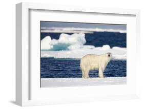 Wet Polar Bear on Pack Ice in the Svalbard Islands-Paul Souders-Framed Photographic Print